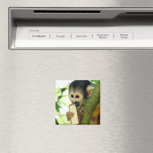 Aimant Cute Baby Squerrl Monkey Eating a Wafer Biscuit (In Situ (Lave-vaisselle))