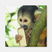 Aimant Cute Baby Squerrl Monkey Eating a Wafer Biscuit (Devant)