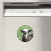 Aimant Cute Calf (In Situ (Lave-vaisselle))