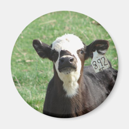Aimant Cute Calf (Devant)