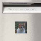 Aimant Cute chat (In Situ (Lave-vaisselle))