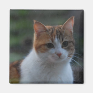 Aimant Cute chat