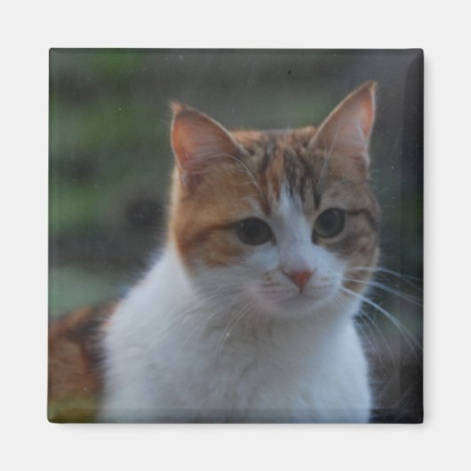 Aimant Cute chat (Devant)