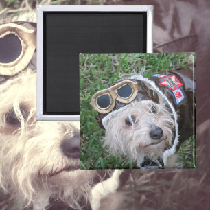 Aimant Cute Chiot dans Aviator Uniform Photographie