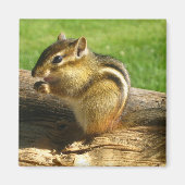 Aimant Cute Chipmunk (Devant)