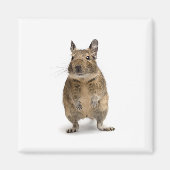 Aimant Cute degu (Devant)