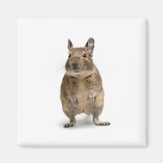 Aimant Cute degu (Devant)