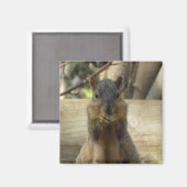 Aimant Cute écureuil manger Nut Photo Cuisine (Recto/Verso)