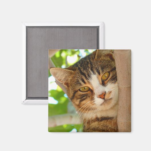 Aimant Cute Escalade de chat un arbre (Recto/Verso)