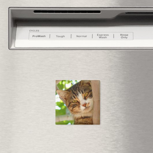 Aimant Cute Escalade de chat un arbre (In Situ (Lave-vaisselle))