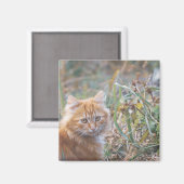 Aimant Cute Funky Ginger Chat Kitten Visage (Recto/Verso)