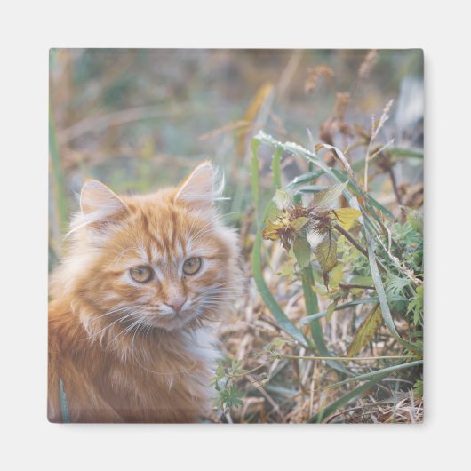 Aimant Cute Funky Ginger Chat Kitten Visage (Devant)