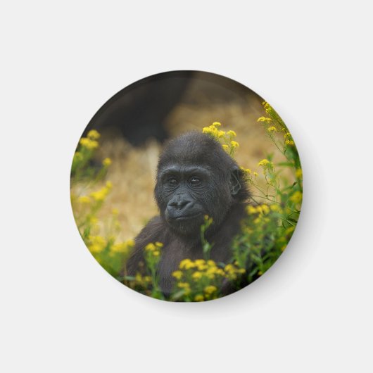 Aimant Cute Gorilla Baby (Devant)