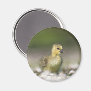 Aimant Cute Gosling Nature Photo