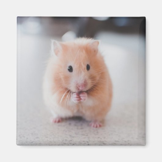 Aimant Cute Hamster Aimer Animaux (Devant)