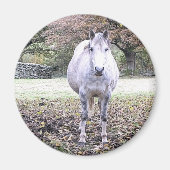 AIMANT CUTE HORSE   (Devant)