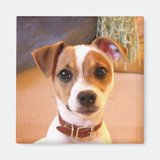 Aimant Cute Jack Russell Terrier