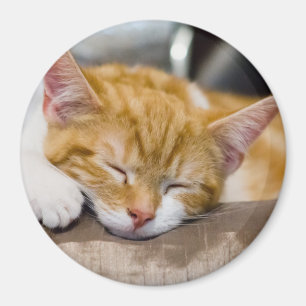 Aimant Cute Kitten