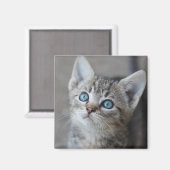 Aimant Cute Kitten (Recto/Verso)