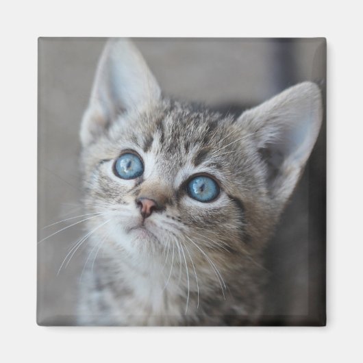 Aimant Cute Kitten (Devant)