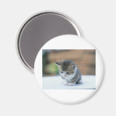Aimant Cute Kitten (Recto/Verso)