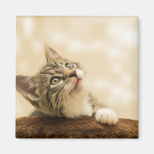Aimant Cute Kitten avec une paille étirée