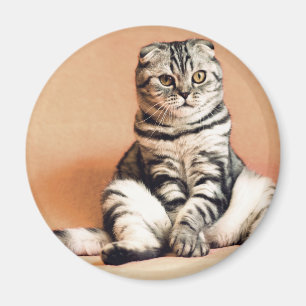 Aimant Cute Kitten S'Est Étendu