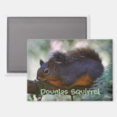 Aimant Cute Little Douglas Squirrel Photo Faune (Recto/Verso)
