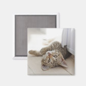 Aimant Cute Little Kitten (Recto/Verso)