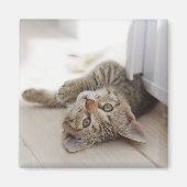 Aimant Cute Little Kitten (Devant)