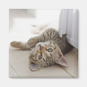 Aimant Cute Little Kitten
