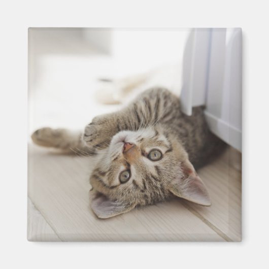 Aimant Cute Little Kitten (Devant)