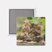Aimant Cute Maine Coon chaton (Recto/Verso)