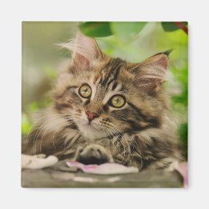 Aimant Cute Maine Coon chaton