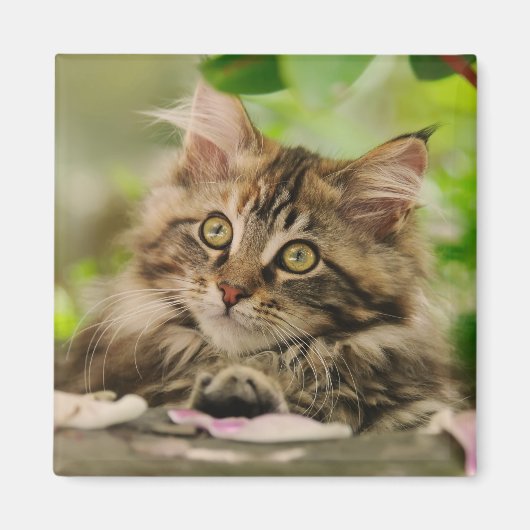 Aimant Cute Maine Coon chaton (Devant)