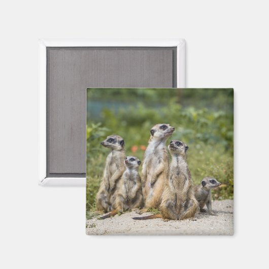 Aimant Cute Meerkats (Recto/Verso)