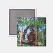 Aimant Cute Orangutan dans la forêt tropicale (Recto/Verso)
