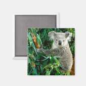 Aimant Cute Ours Koala (Recto/Verso)