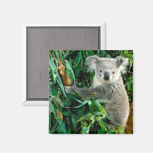 Aimant Cute Ours Koala (Recto/Verso)