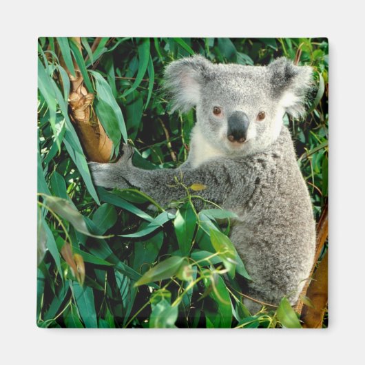 Aimant Cute Ours Koala (Devant)