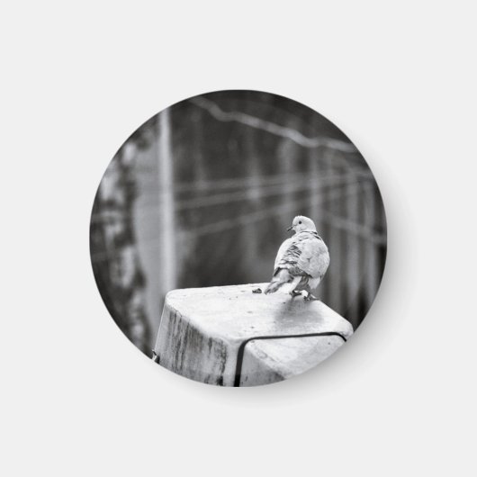 Aimant Cute Pigeon (Devant)