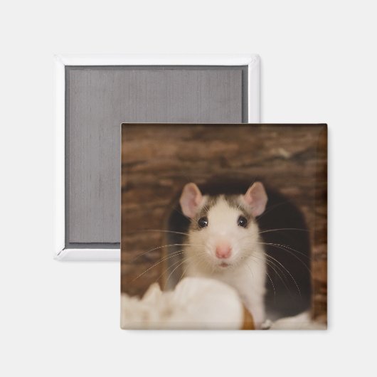 Aimant Cute rat (Recto/Verso)