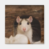 Aimant Cute rat (Devant)