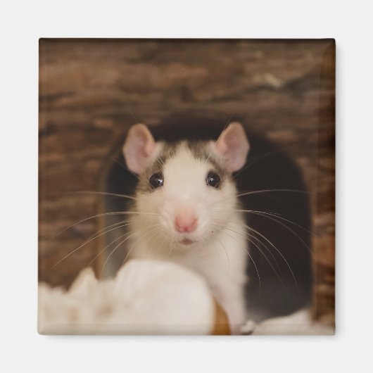 Aimant Cute rat (Devant)