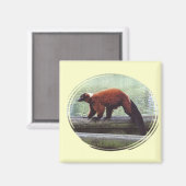 Aimant Cute rouge Lémurien Rouffé Rouge Fourrure Blanc Co (Recto/Verso)