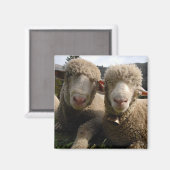 Aimant Cute Sheep (Recto/Verso)