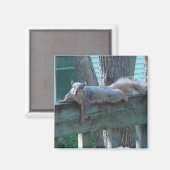 Aimant Cute Squirrel Photo Cuisine (Recto/Verso)