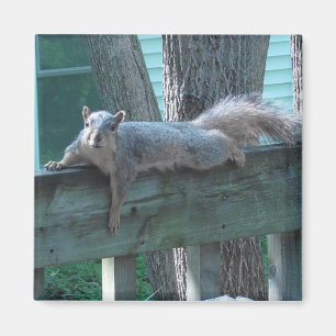 Aimant Cute Squirrel Photo Cuisine