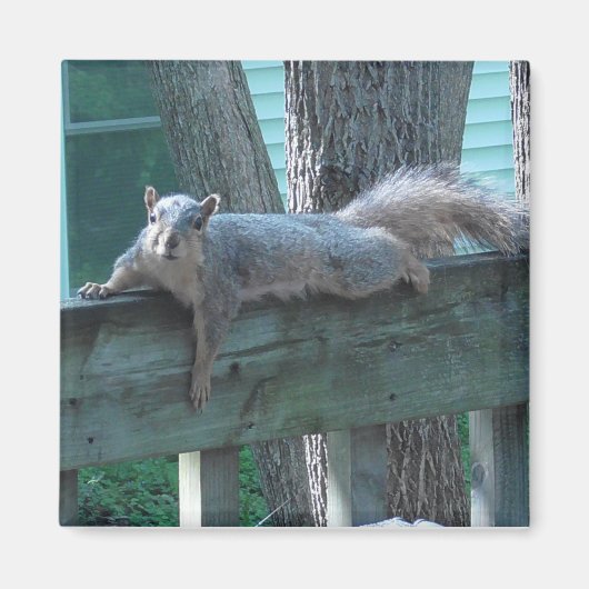 Aimant Cute Squirrel Photo Cuisine (Devant)