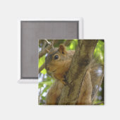 Aimant Cute Squirrel Photographie Cuisine (Recto/Verso)
